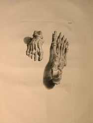 Albinus II, Pl. XXXIII: Skelett eines Fußes, Illustration aus 